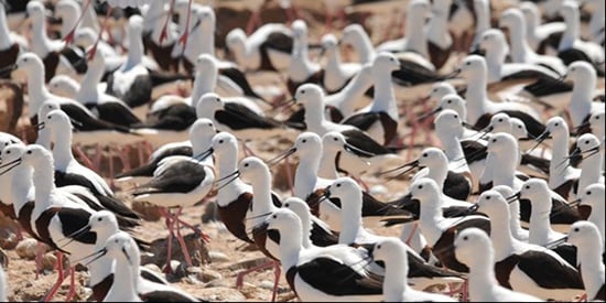 Secrets of mysterious desert waterbirds revealed through satellites