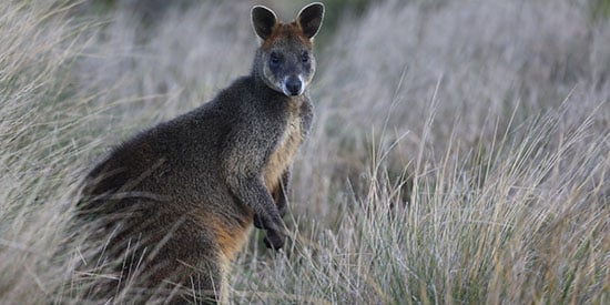 Brown is the new green for Aussie conservation: Deakin scientists