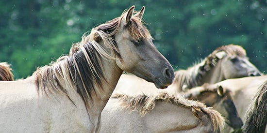 Feral horses must be culled to fix destruction of Victorian Alps: Deakin ecologist