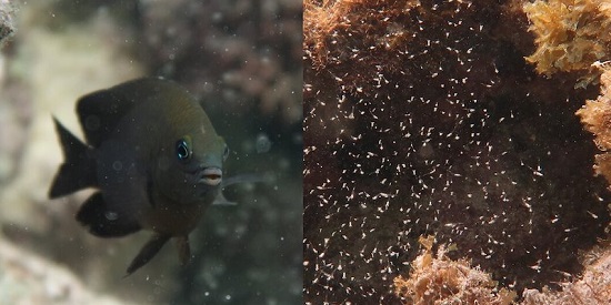 'Farming' fish could reveal how humans domesticated animals