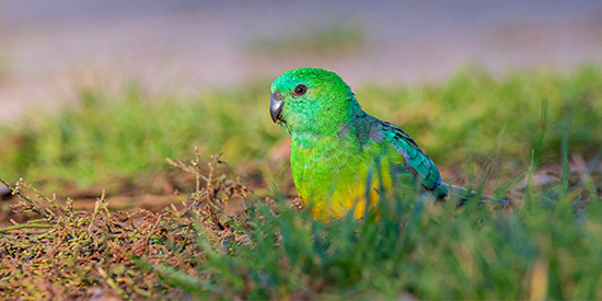 Red-rumped parrot (photo by Ryan Barnaby)