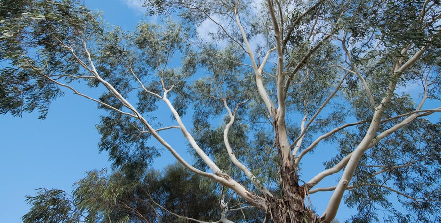 An upwards view of a gum tree at the Deakin Waurn Ponds Campus.