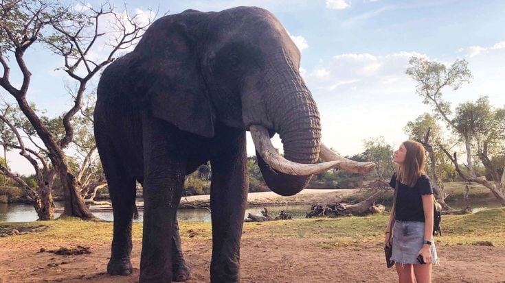 Student looking up at elephant on overseas trip