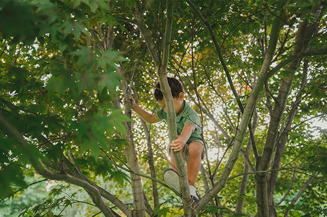 Lilttle boy climbs a tree