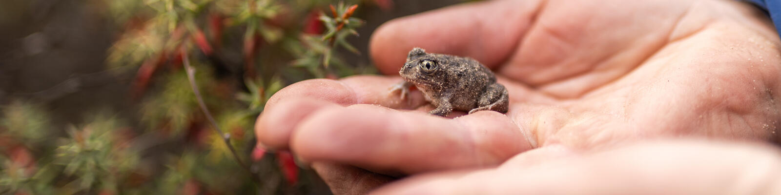https://www.deakin.edu.au/__data/assets/image/0007/2851405/43572_1600x440_tiny-frog.jpg