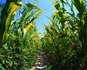 PhD scholars, senior investigators and researchers from India and overseas and will focus on research towards developing second and third generation biofuels.