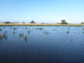 Swamped: We all understand the value of rainforests in protecting our environment, but Deakin scientists now think the ability of wetlands to store carbon could be up to 50 times more effective.