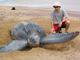 On the hunt: Former Deakin PhD student Dr Tom Doyle has been lucky enough to get up close to the elusive and endangered Leatherback turtle.