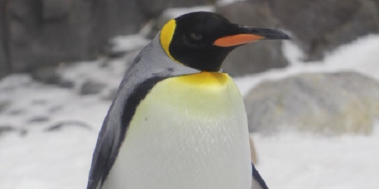 New crowdfunding campaign puts penguins under the microscope