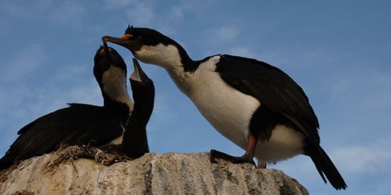 Compatibility critical when searching for a subantarctic shag 