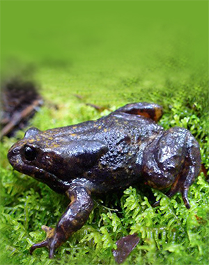 When the Baw Baw plateau was surveyed in the 1980s, researchers found 1000s of Baw Baw frogs in frost hollows across the plateau. Ten years later, only two per cent of this population remained.
                        
                        Photo courtesy, Damian Goodall, Zoos Victoria.