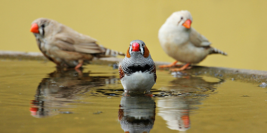 World-first Deakin study shows early trauma affects birds' song memory 