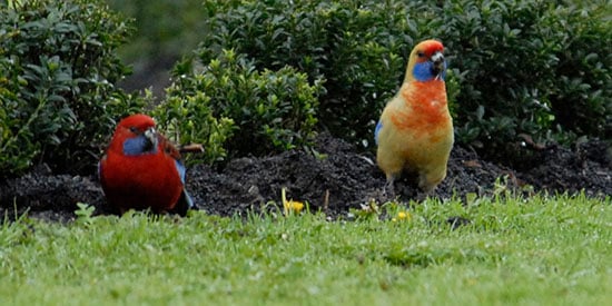 Deakin scientists first to show why rosellas vary in colour 