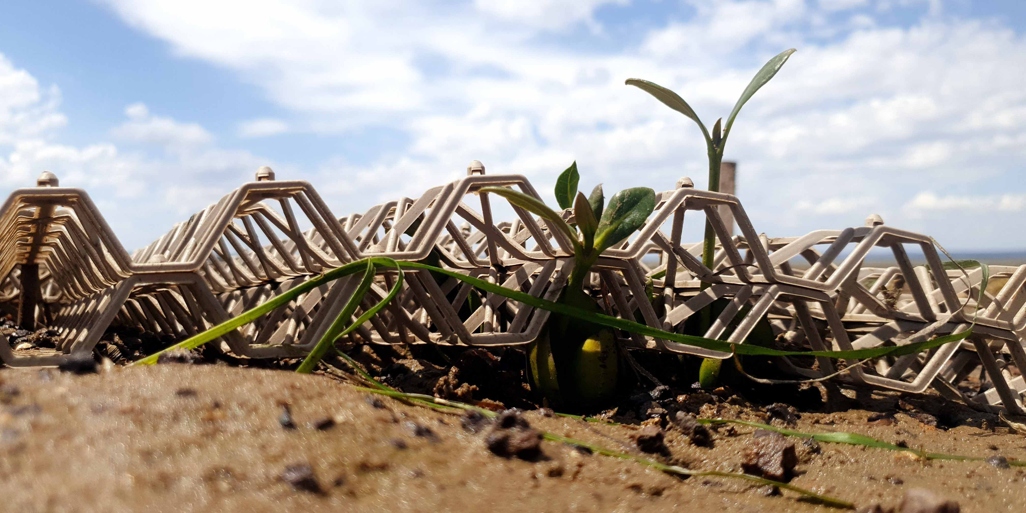 Researchers trial novel way to restore coastal wetlands