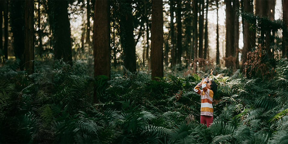 https://www.deakin.edu.au/__data/assets/image/0008/2674574/0000_950x475_Tall_Trees_Ferns_banner.jpg