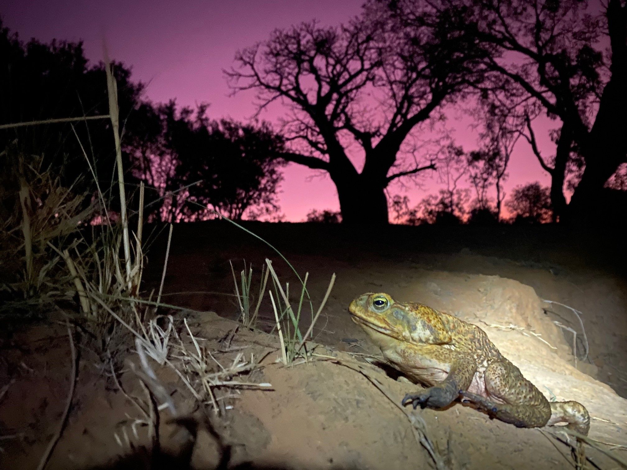 Toad-ally awesome project to halt cane toad invasion
