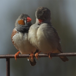 The work focussed on the Australian zebra finch (Taeniopygia guttata), which pairs for life and is very faithful.