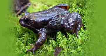 Baw Baw frog charms researchers in battle against extinction