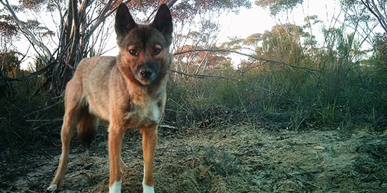 Deakin study shows fire is dingo's friend but fox's foe 