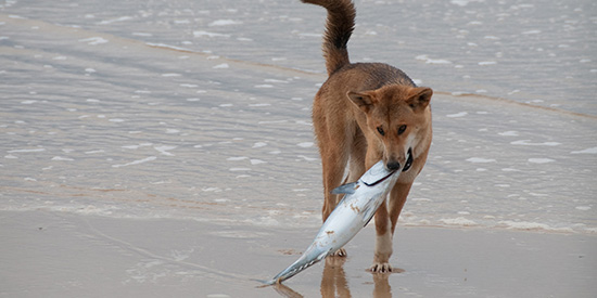 From crustaceans to camels: Deakin study tracks dingo diets 