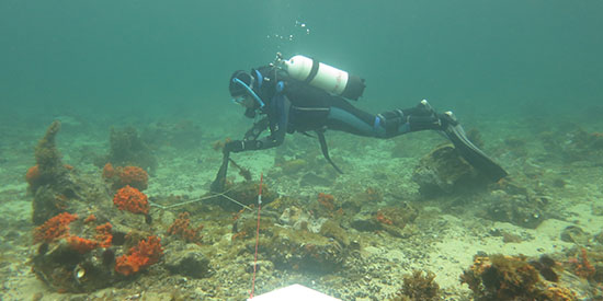 New study shows drought wiped out critical kelp in Port Phillip Bay