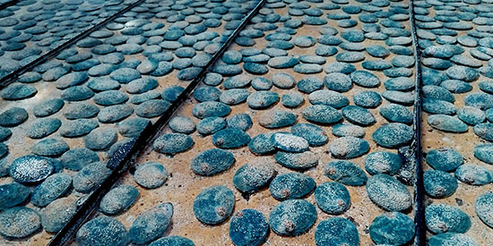 Deakin after dark: AI helps boost abalone production for a global market