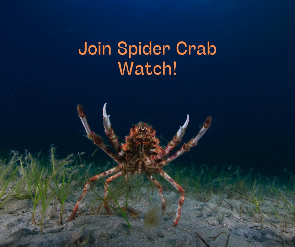 New citizen science program to unlock mystery of giant spider crabs