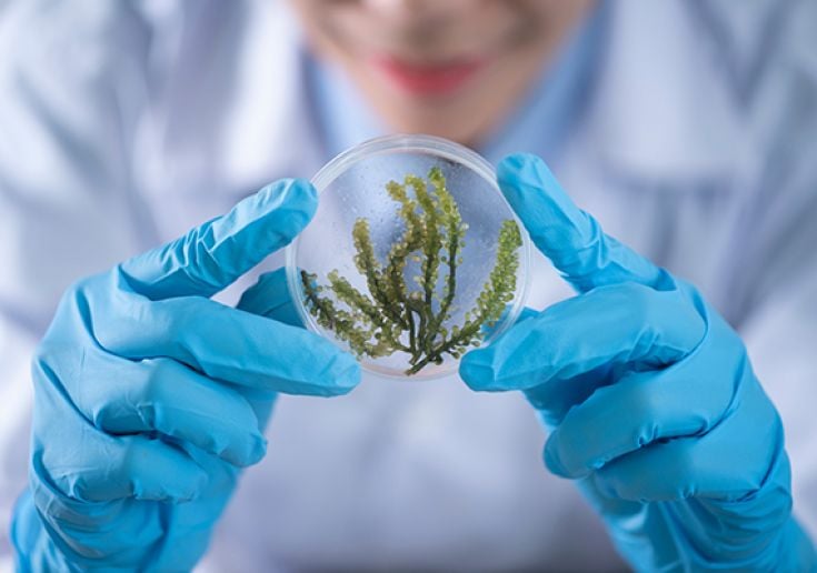 Student peering into petri dish containing foliage