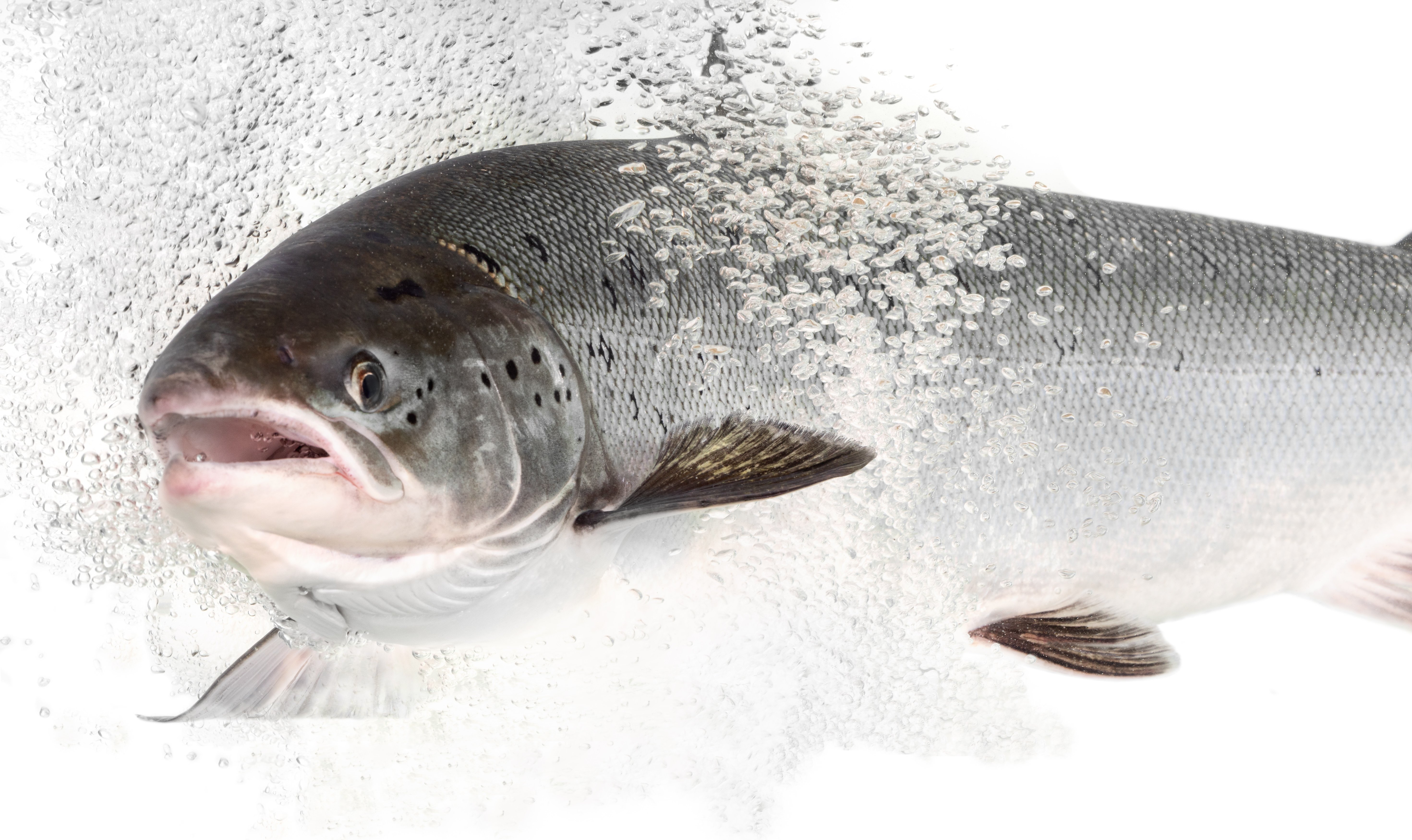 Deakin Researcher part of study of pharmaceutical pollution impacts on salmon
