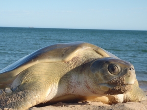 The flatback sea turtle.