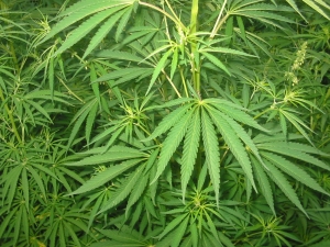 Cannabis crop