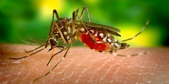 Mozzie brains could hold the key to curing Zika: Deakin neuro-engineer