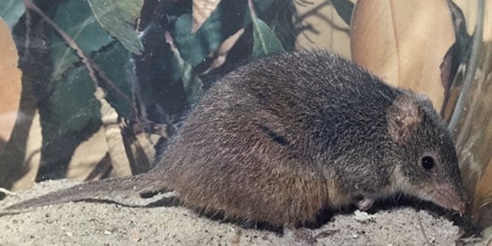 A swamp antechinus, Antechinus minimus, one of the federally listed threatened species that occurs in the study area. Credit: Barbara Wilson.