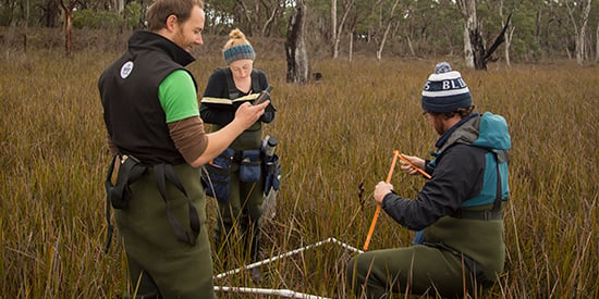 Deakin study shows Vic inland wetlands storing $6 billion in carbon stocks