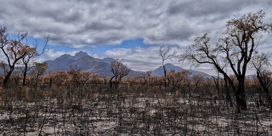 Income support needed for individual workers hit hardest by bushfires