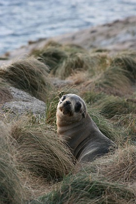 Fur seal_lg