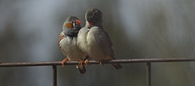 Teamwork: A male zebra finch (left) is crazy about his big-hearted female mate (right). Photo: Professor Simon Griffith