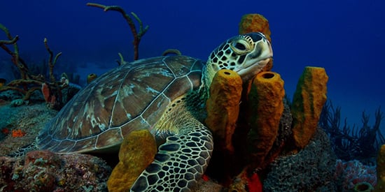 Deakin research highlights global sea turtle conservation success stories