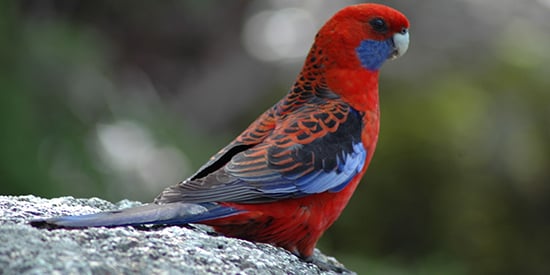 Deakin study finds diversity critical for protecting parrots 
