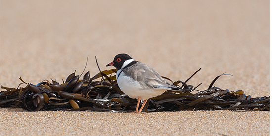 Dog wee to the rescue of threatened hooded plovers