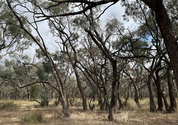 The literary past and future of an Australian region