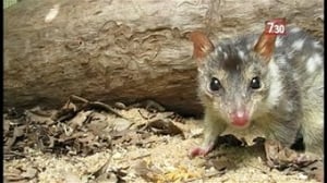 Northern quoll