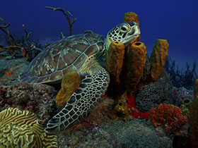 Turtle in sponges