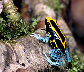 Poison dart frog