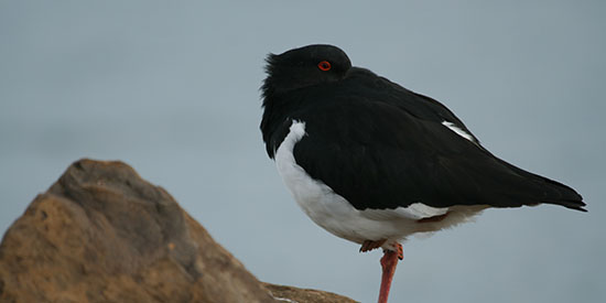 Study shows big-billed birds spend more time snuggling in against the cold 