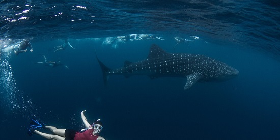 Deakin graduate steps into the world of whale sharks