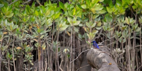 World experts ask big blue carbon questions in Deakin study