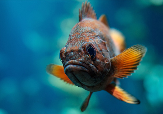 Fish swimming in the ocean
