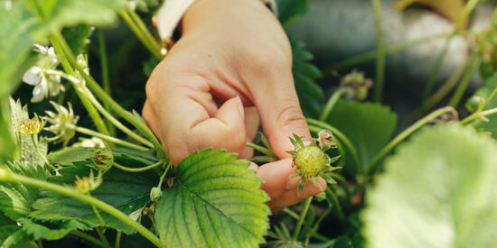 Person's hand picking a flower in the garden
