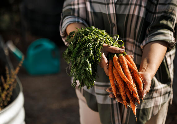 Person holding carrots close to the camera